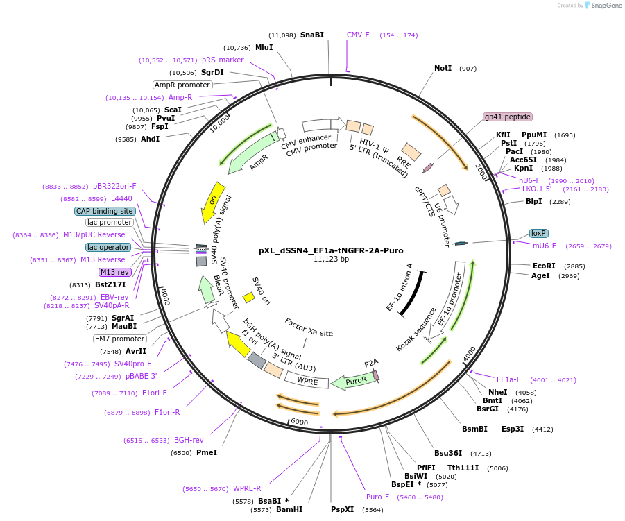 201114-plasmid-map-sequence-id-394442