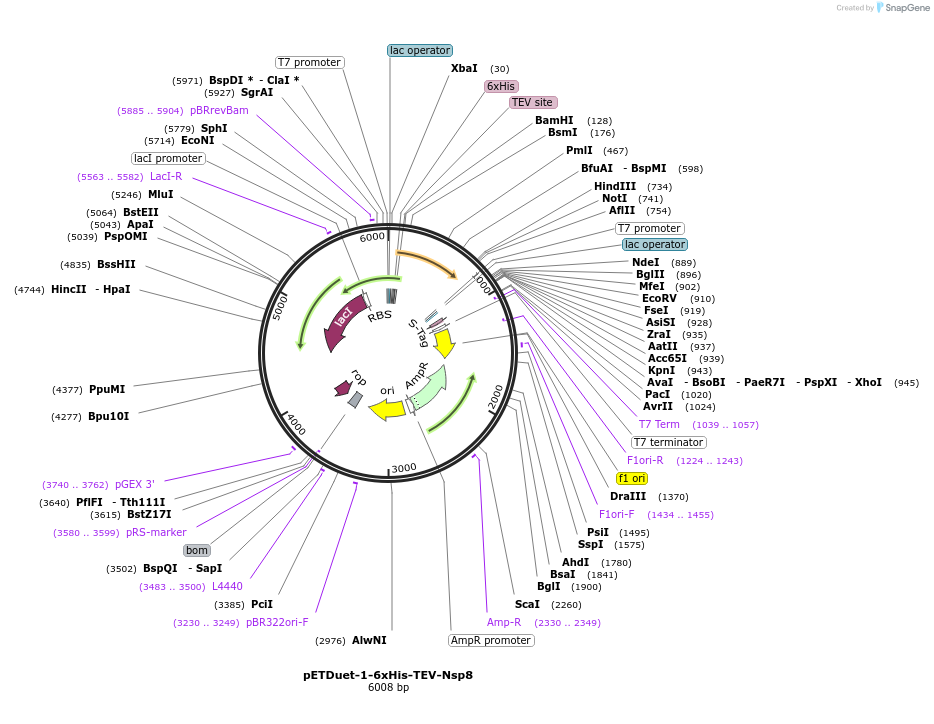 201022-plasmid-map-sequence-id-394460