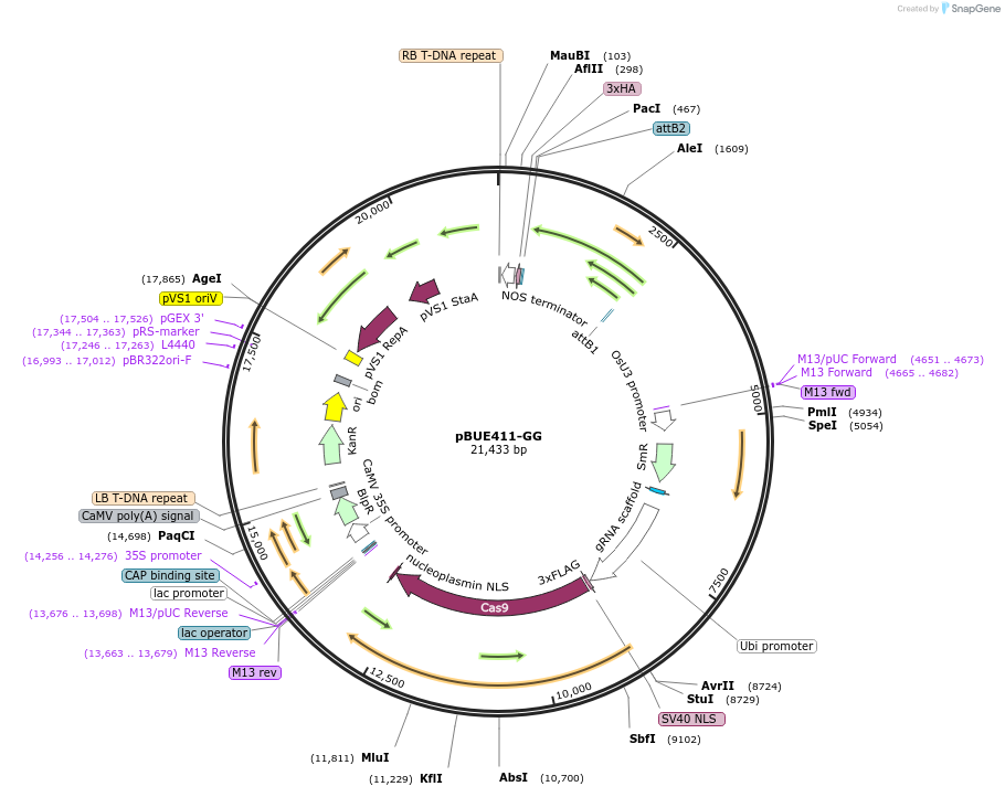 198232-plasmid-map-sequence-id-394461
