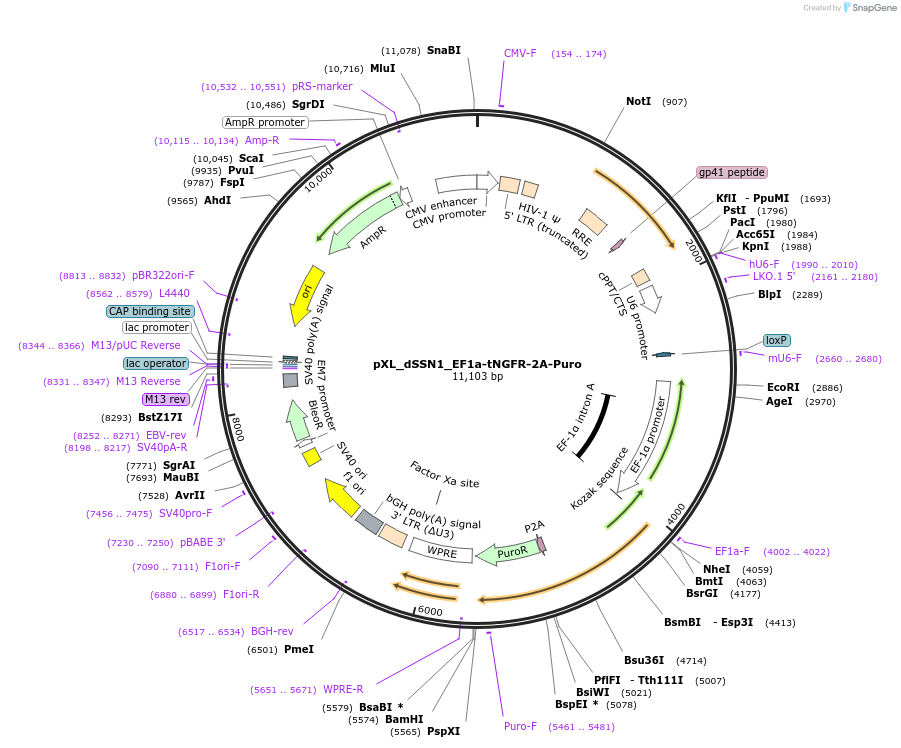 200553-plasmid-map-sequence-id-394464