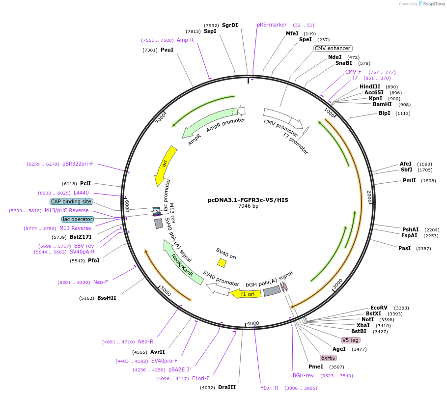 201108-plasmid-map-sequence-id-394493