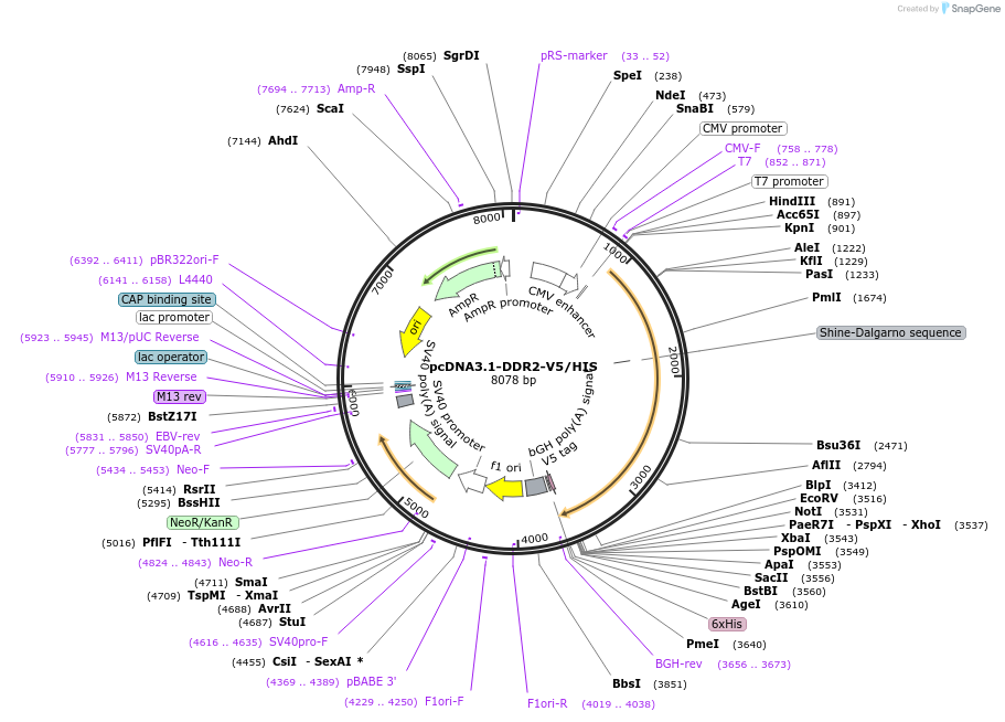 201101-plasmid-map-sequence-id-394494