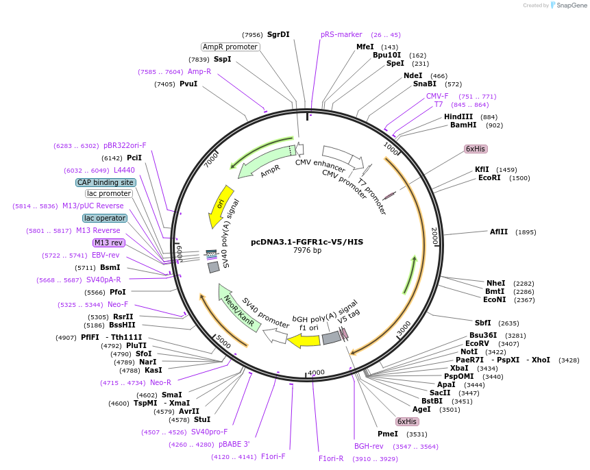 201106-plasmid-map-sequence-id-394496