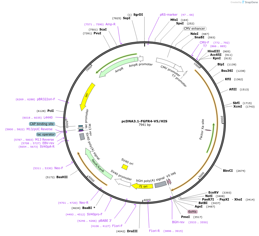 201109-plasmid-map-sequence-id-394498