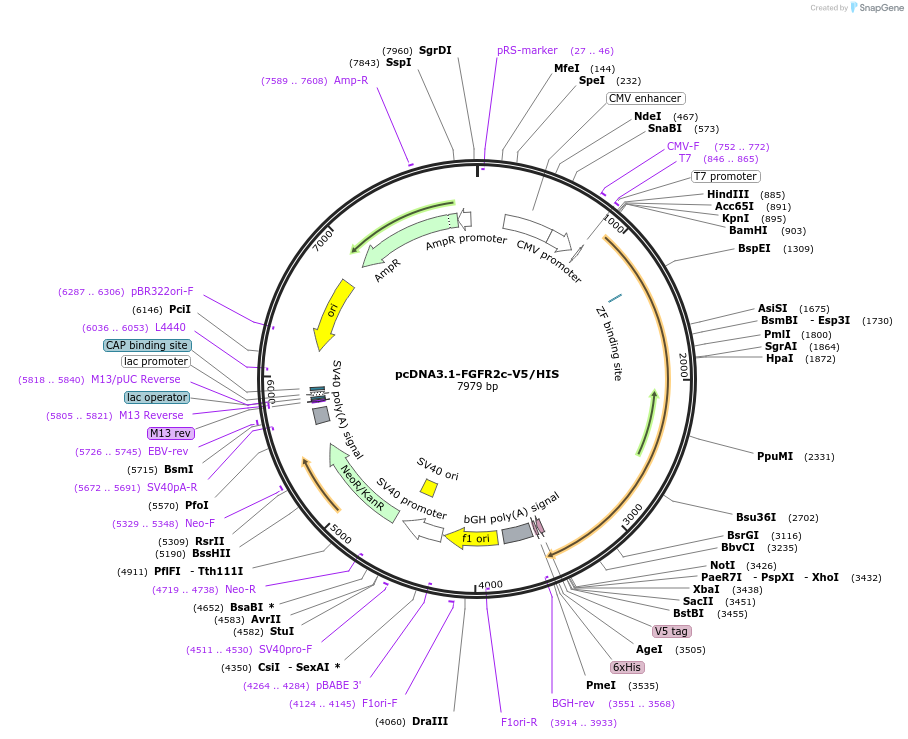 201107-plasmid-map-sequence-id-394499