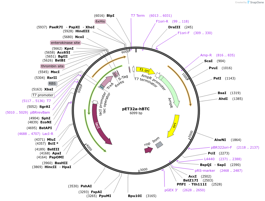 199230-plasmid-map-sequence-id-394505