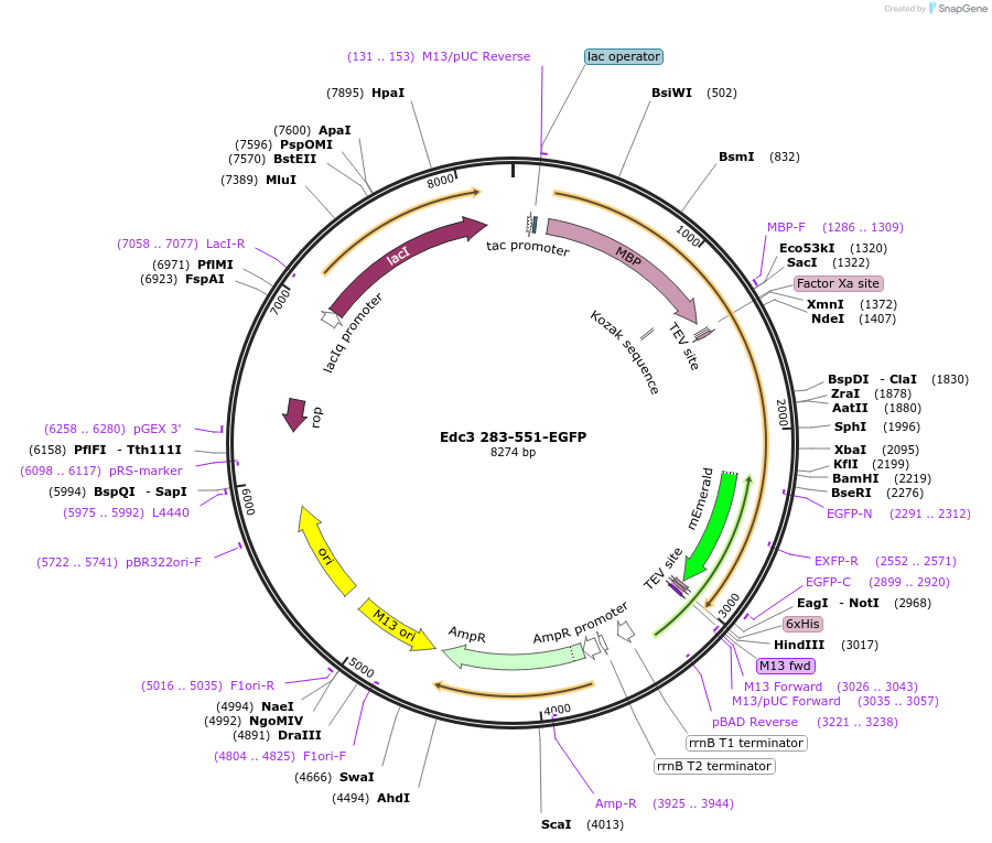 201434-plasmid-map-sequence-id-394508