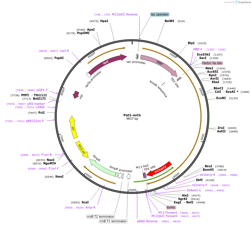 201415-plasmid-map-sequence-id-394512