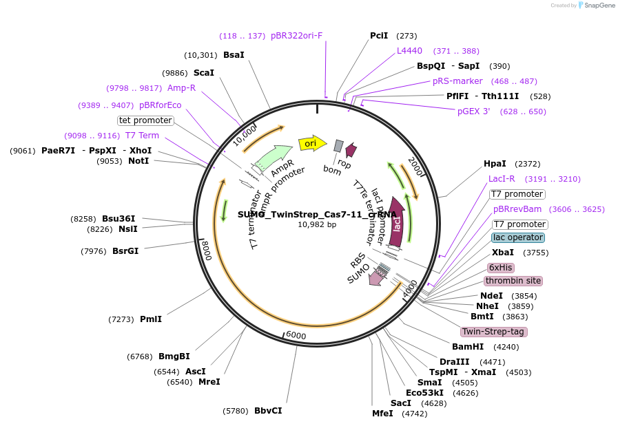 197612-plasmid-map-sequence-id-394513