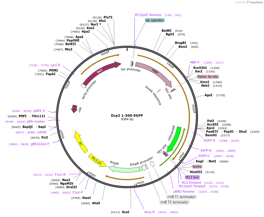 201428-plasmid-map-sequence-id-394517