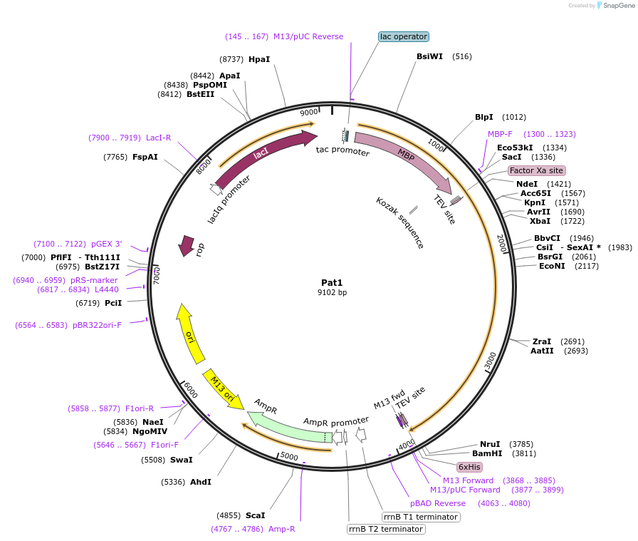 201414-plasmid-map-sequence-id-394519
