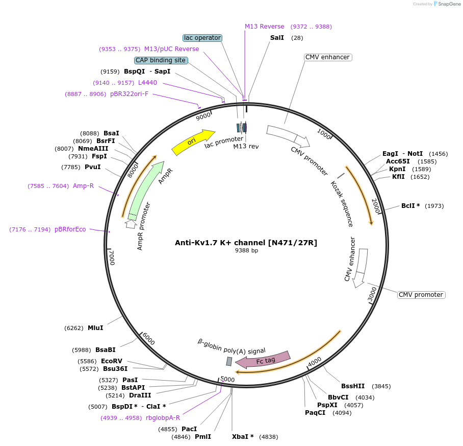 199400-plasmid-map-sequence-id-394520