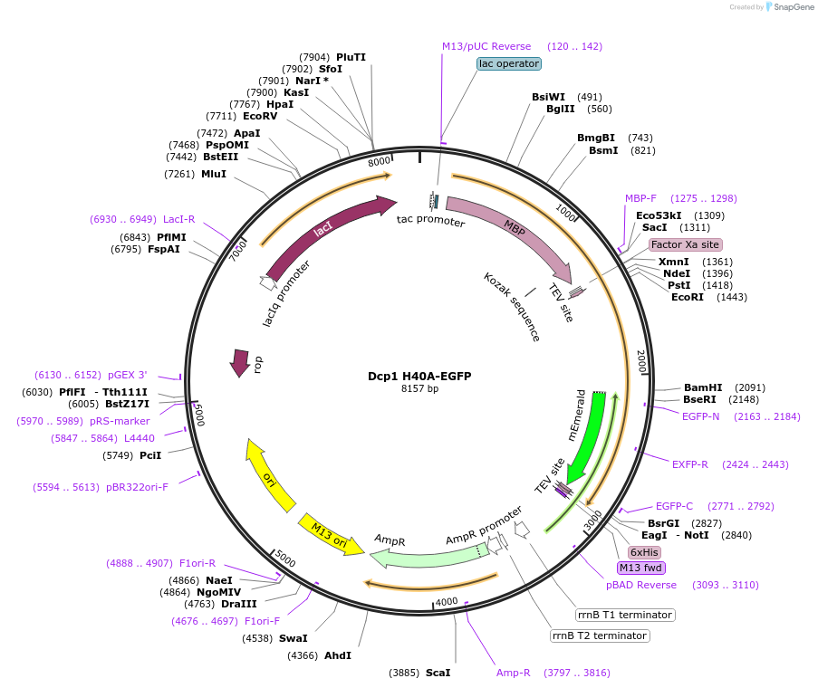 201421-plasmid-map-sequence-id-394521