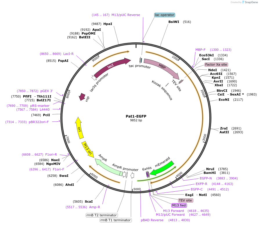 201420-plasmid-map-sequence-id-394524