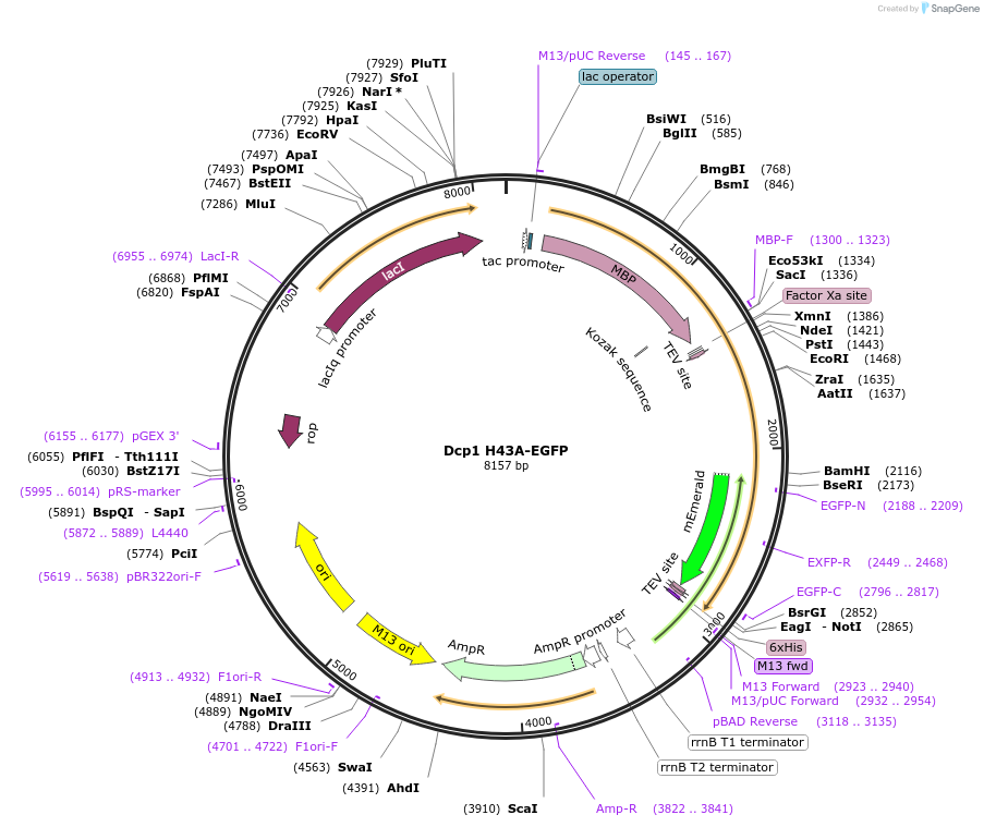 201422-plasmid-map-sequence-id-394525
