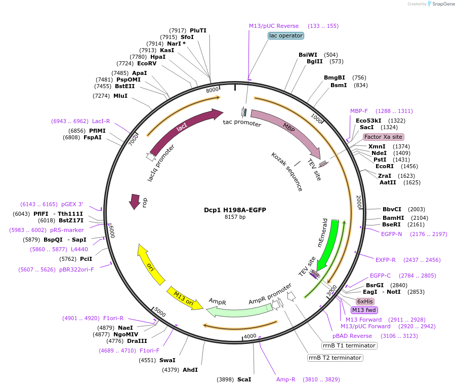 201423-plasmid-map-sequence-id-394526
