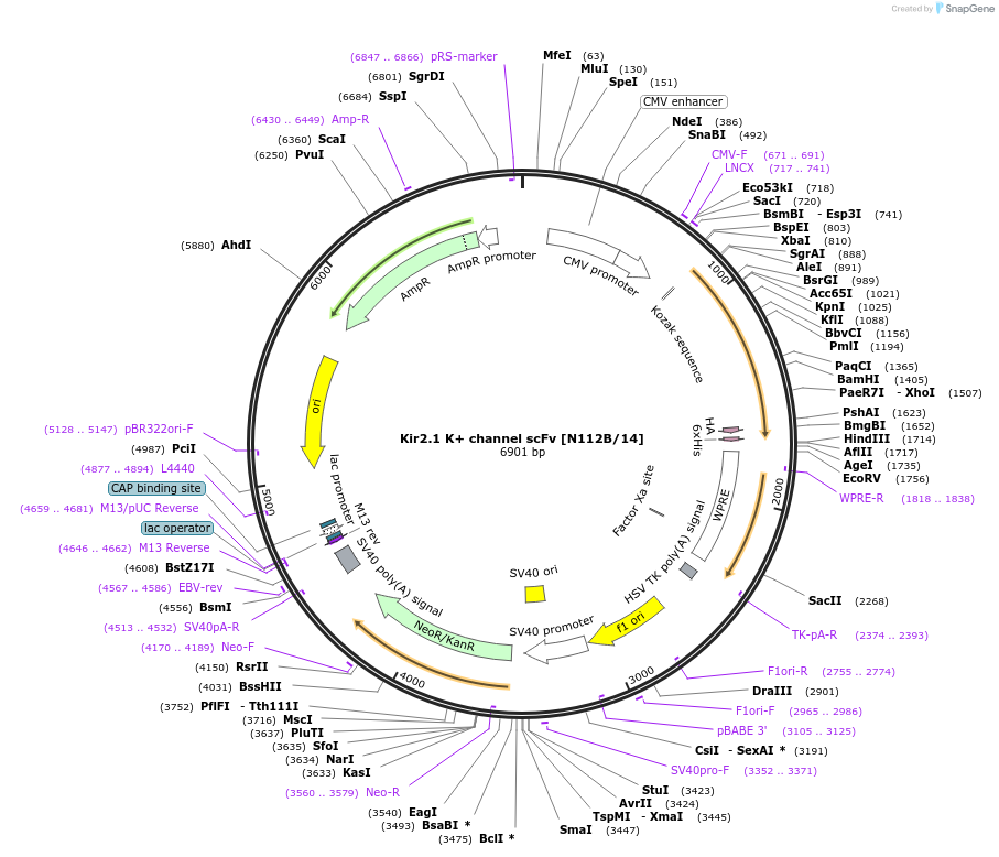199423-plasmid-map-sequence-id-394530