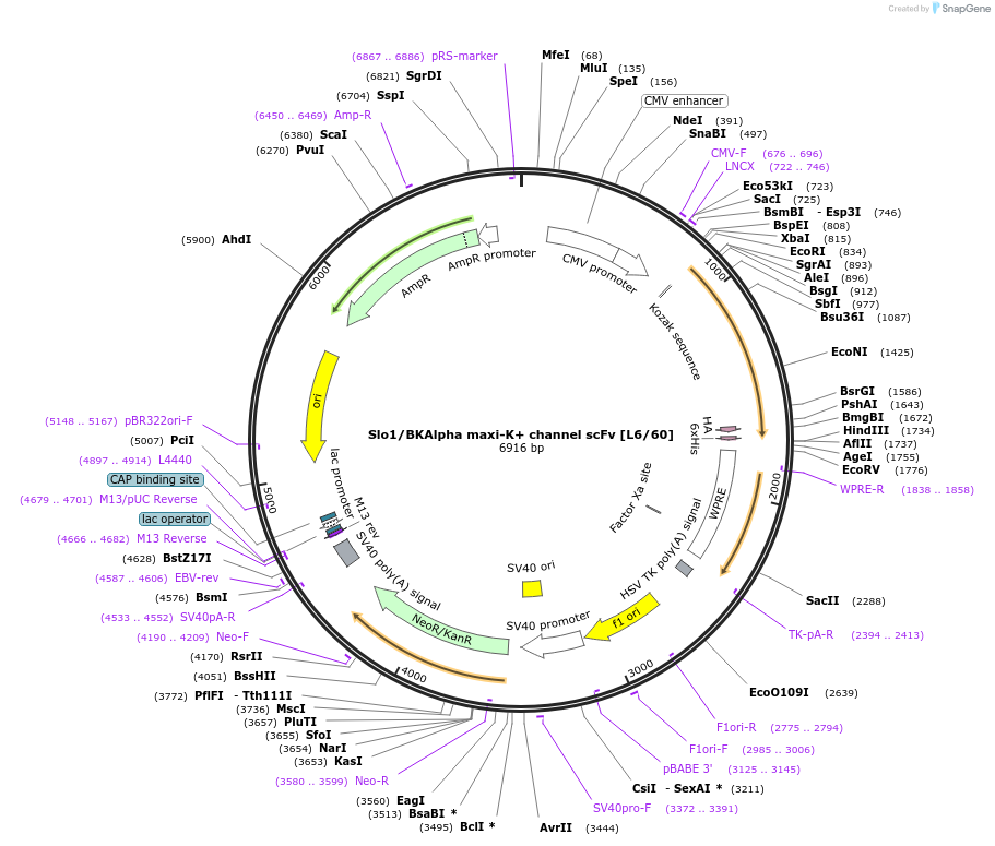 199421-plasmid-map-sequence-id-394532