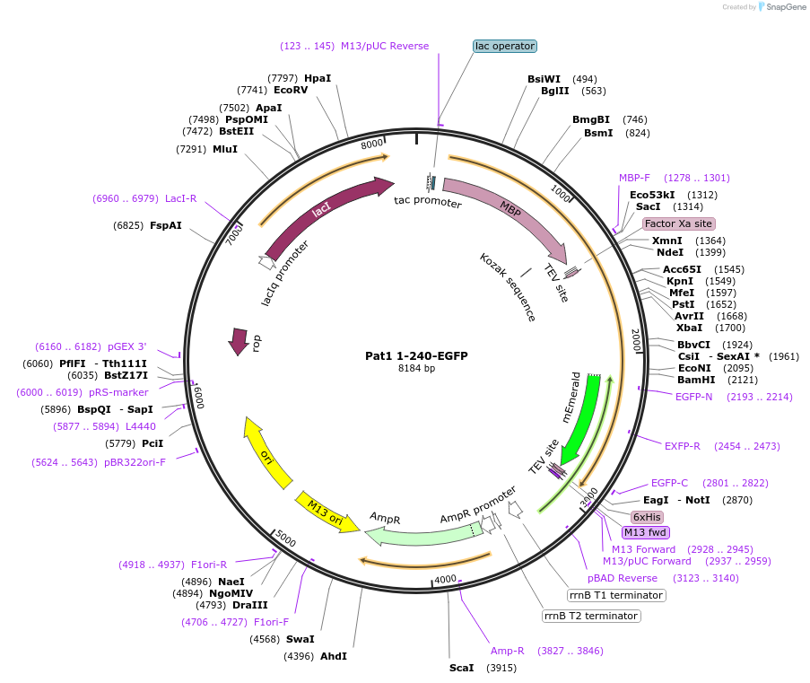201435-plasmid-map-sequence-id-394535