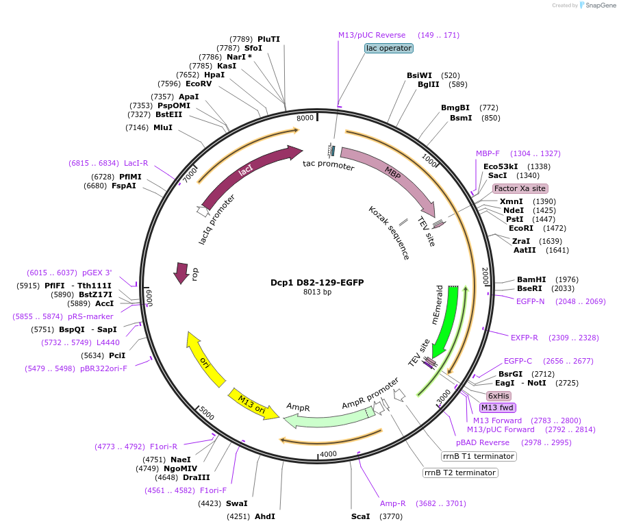 201426-plasmid-map-sequence-id-394544
