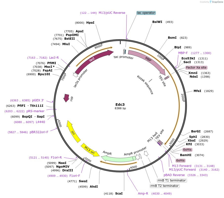 201413-plasmid-map-sequence-id-394545