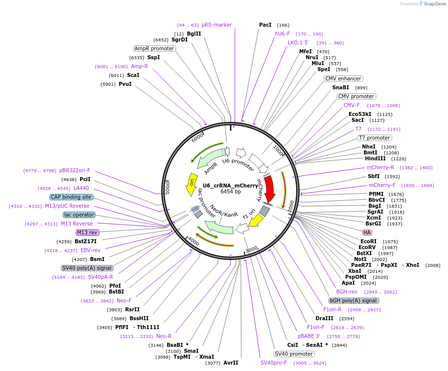 197609-plasmid-map-sequence-id-394548