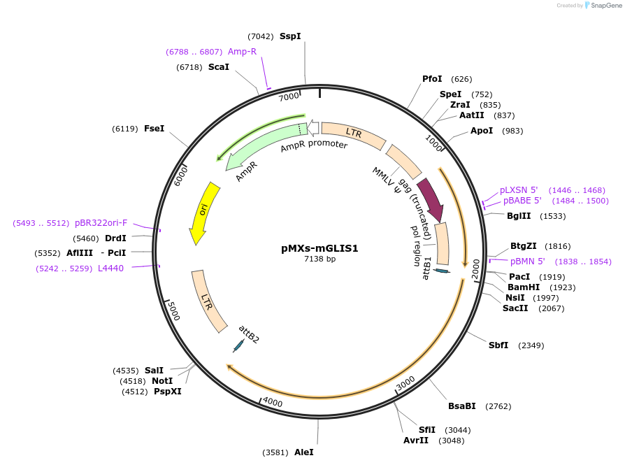 33273-plasmid-map-sequence-id-39464