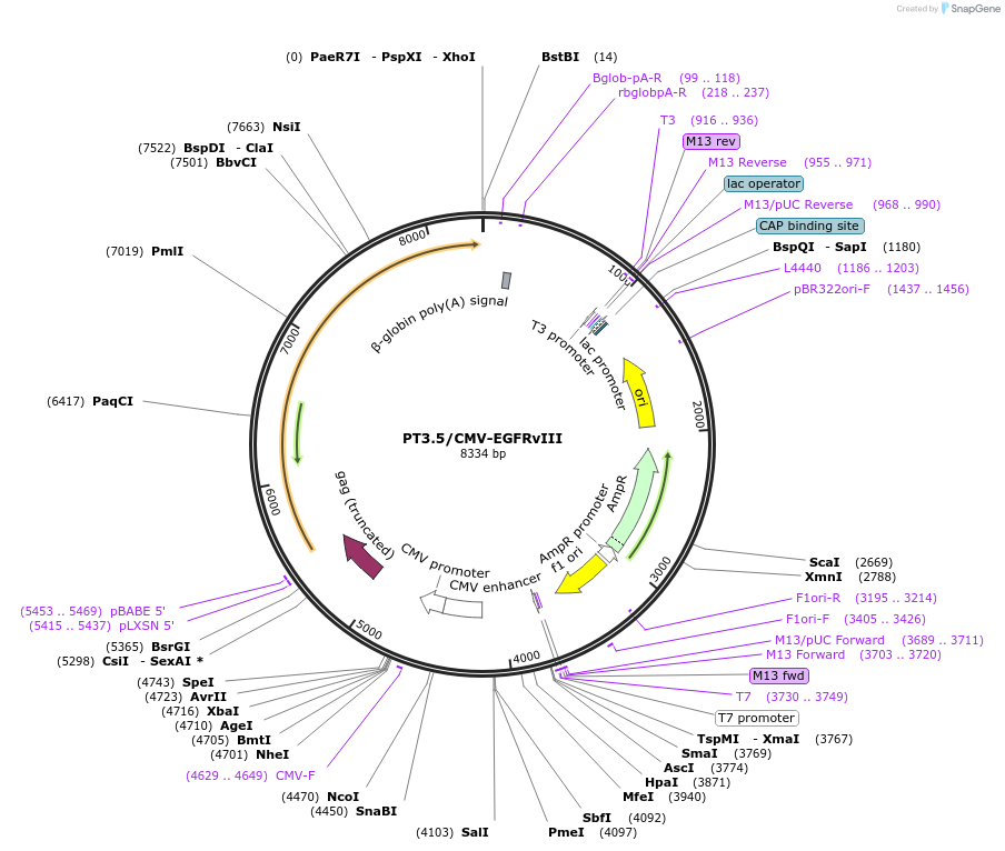 20280-plasmid-map-sequence-id-394648