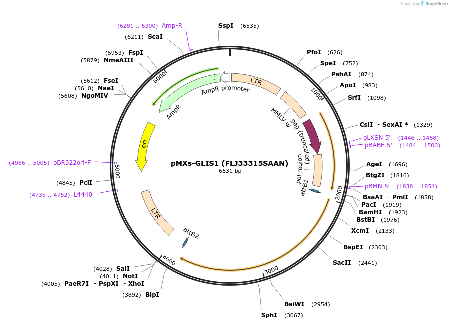 33274-plasmid-map-sequence-id-39465