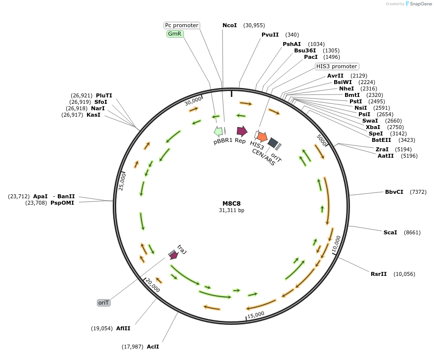 188617-plasmid-map-sequence-id-394670