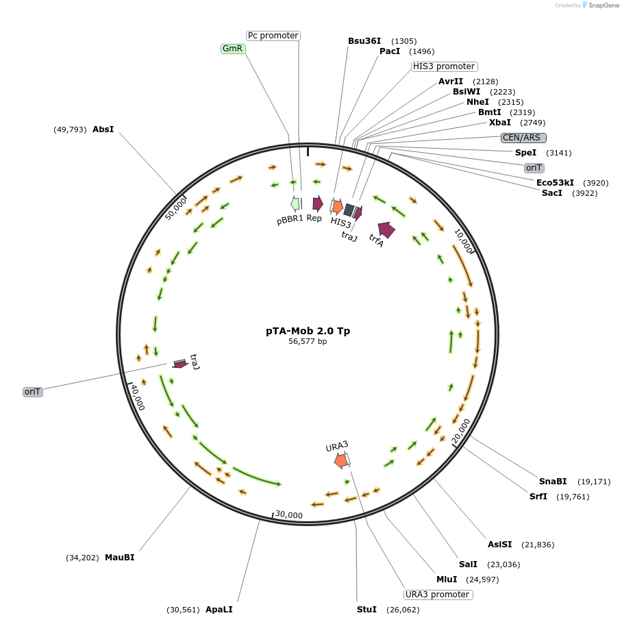 188619-plasmid-map-sequence-id-394725
