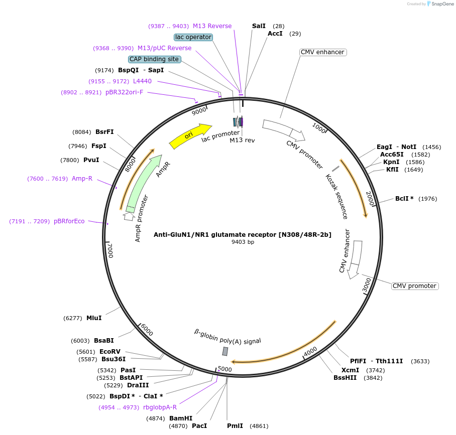 199414-plasmid-map-sequence-id-394727