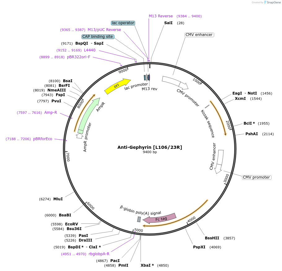 199397-plasmid-map-sequence-id-394731