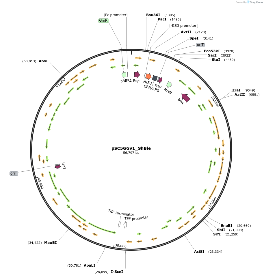 188603-plasmid-map-sequence-id-394732