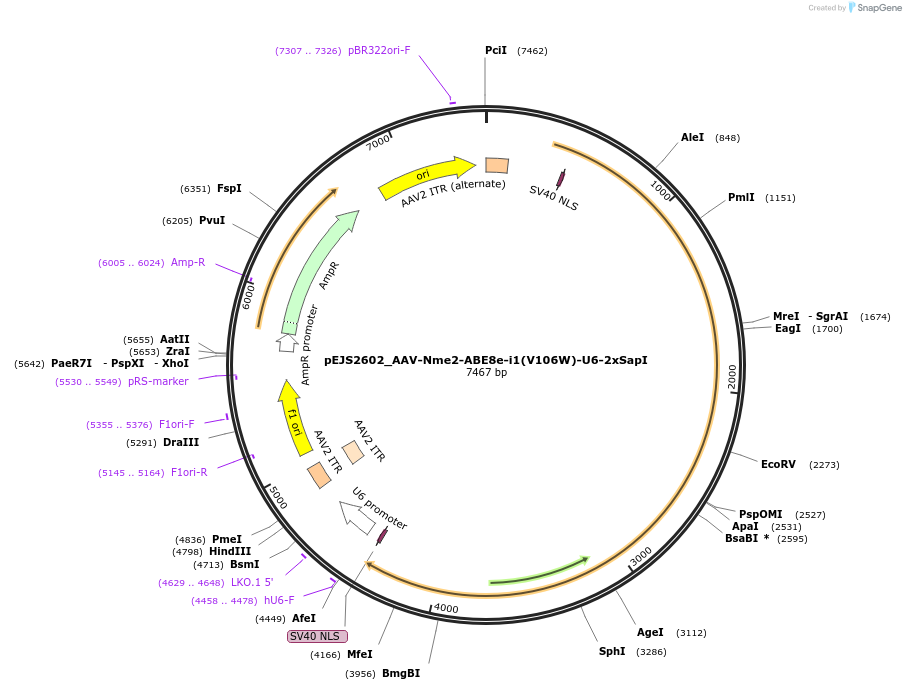 201684-plasmid-map-sequence-id-394735