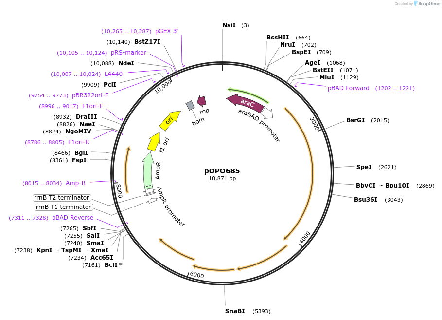 195300-plasmid-map-sequence-id-394739