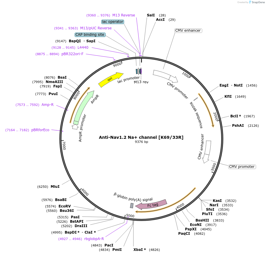 199396-plasmid-map-sequence-id-394744