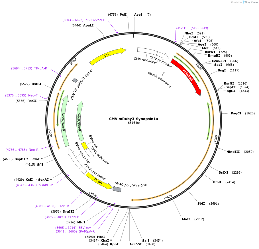 187896-plasmid-map-sequence-id-394752
