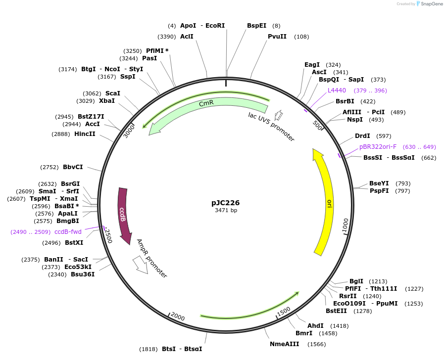 198637-plasmid-map-sequence-id-394770