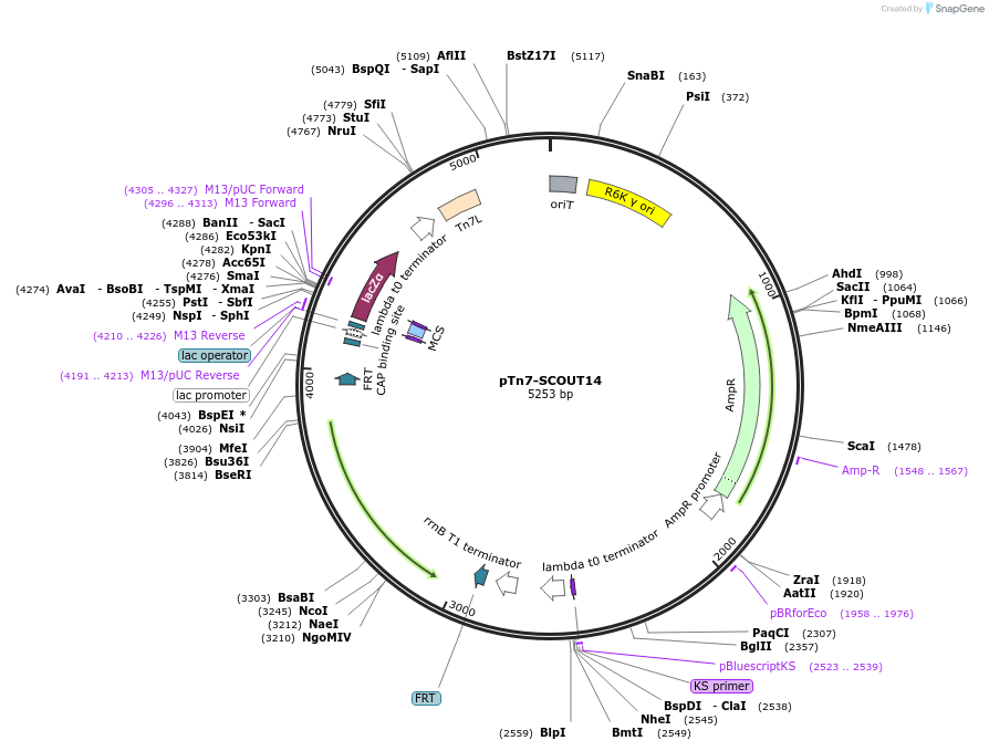 201015-plasmid-map-sequence-id-394834