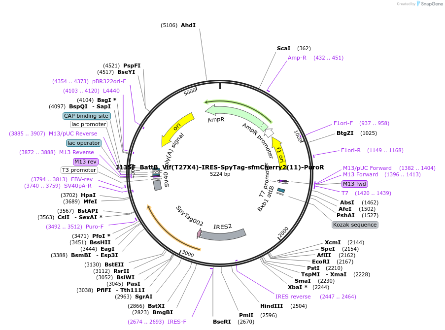 200637-plasmid-map-sequence-id-394842