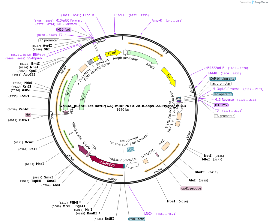 200635-plasmid-map-sequence-id-394845