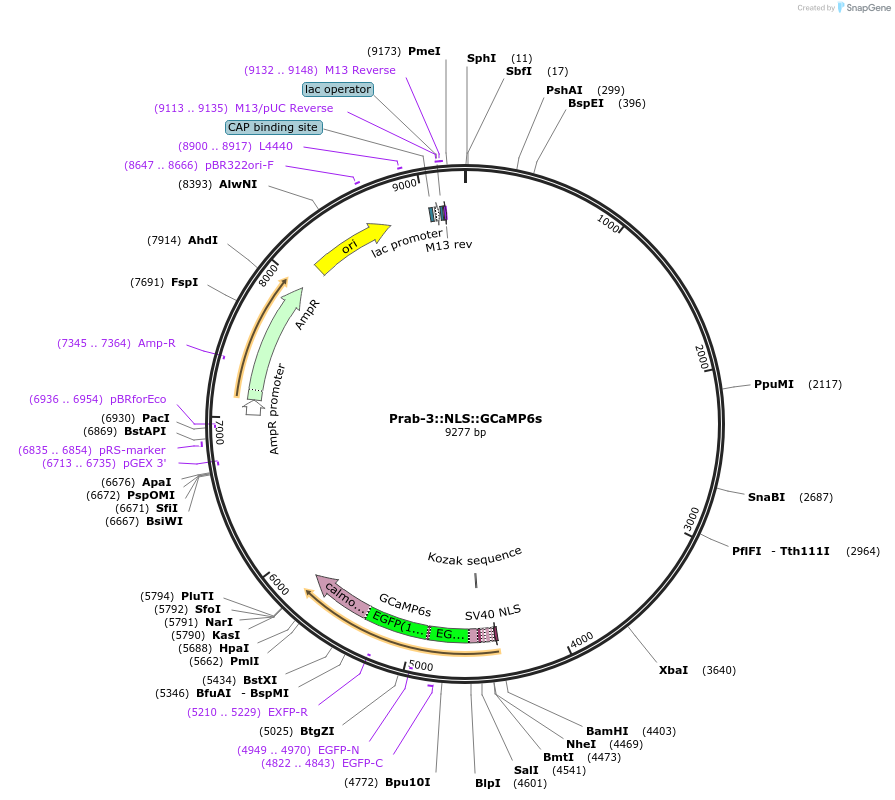 68119-plasmid-map-sequence-id-394850