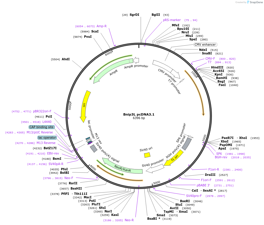 17467-plasmid-map-sequence-id-394851