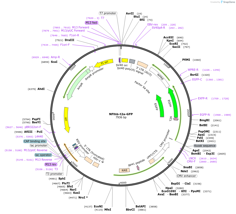 394853_map