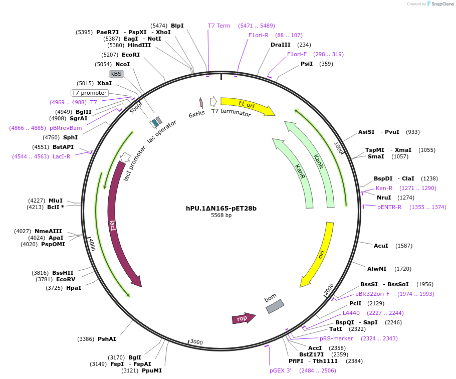 199796-plasmid-map-sequence-id-394867