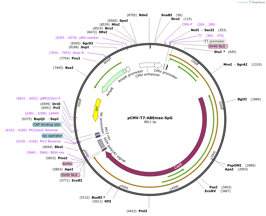 195278-plasmid-map-sequence-id-394868