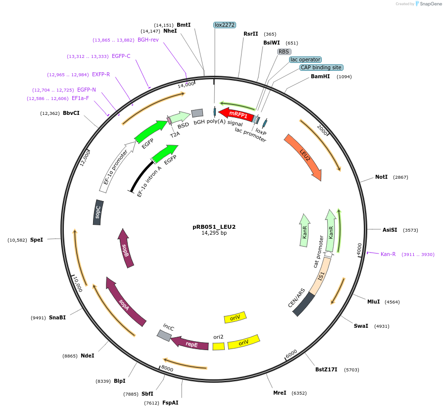 196993-plasmid-map-sequence-id-394871