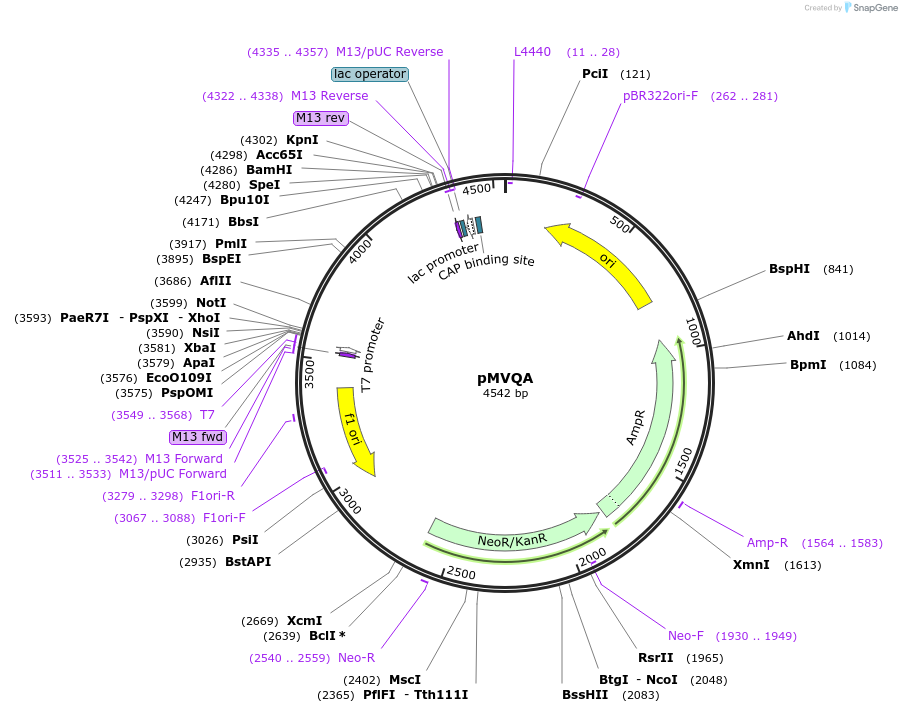 197894-plasmid-map-sequence-id-394873