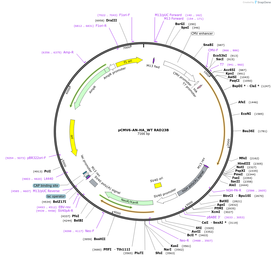 201459-plasmid-map-sequence-id-394878